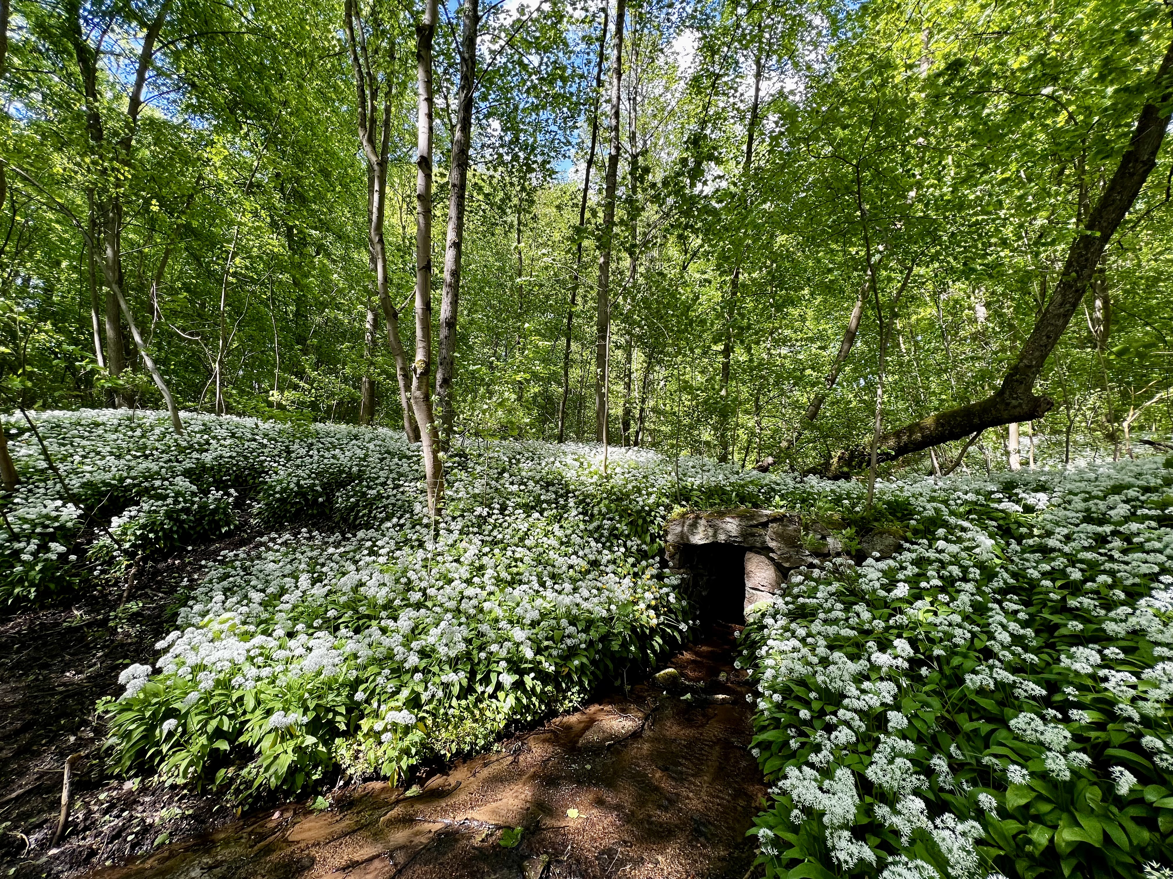 Czosnek niedźwiedzi